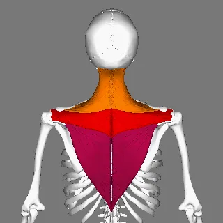 6 CE Hour Trigger Point Therapy (Computer-Based Live Interactive Webinar)