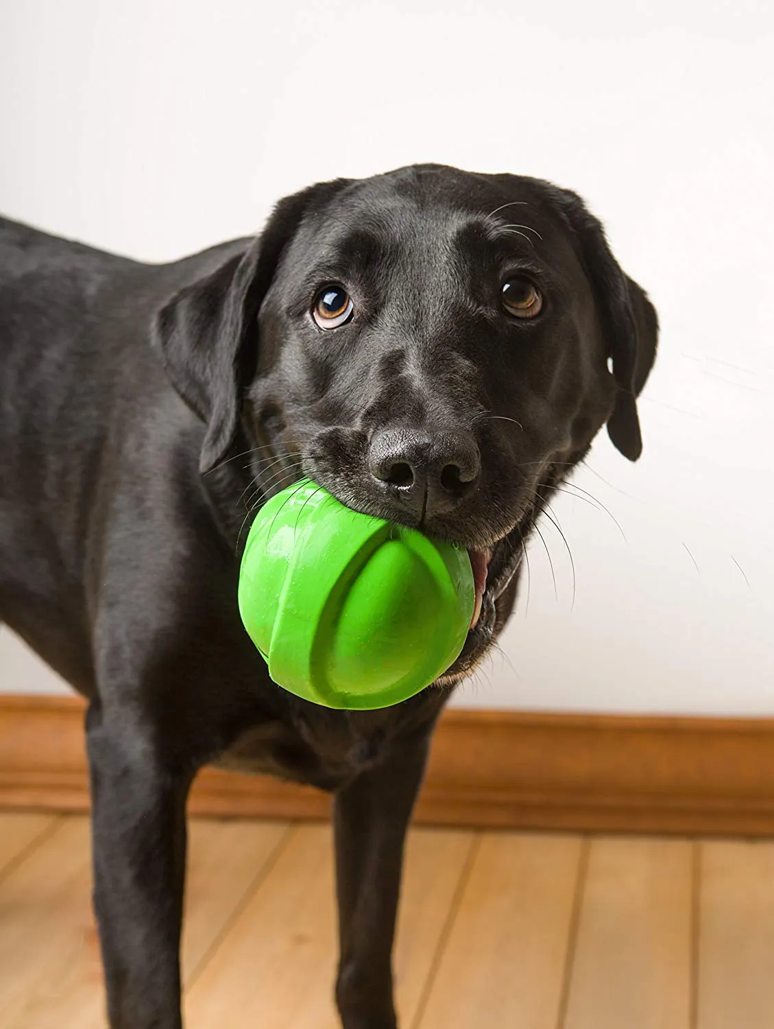 Dura Play Fetch Balls - Meet Bouncy Buddies! 🎾🐾