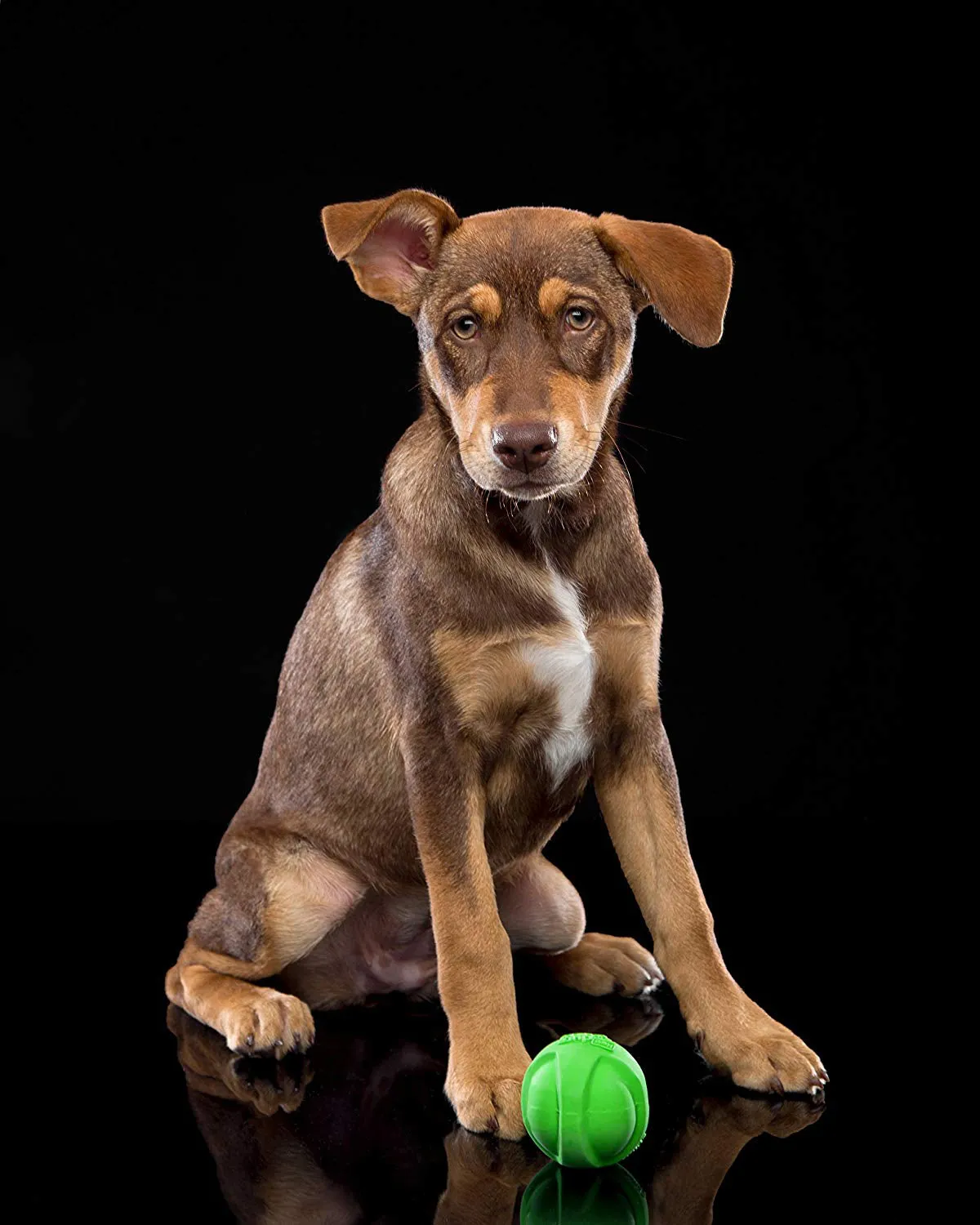 Dura Play Fetch Balls - Meet Bouncy Buddies! 🎾🐾