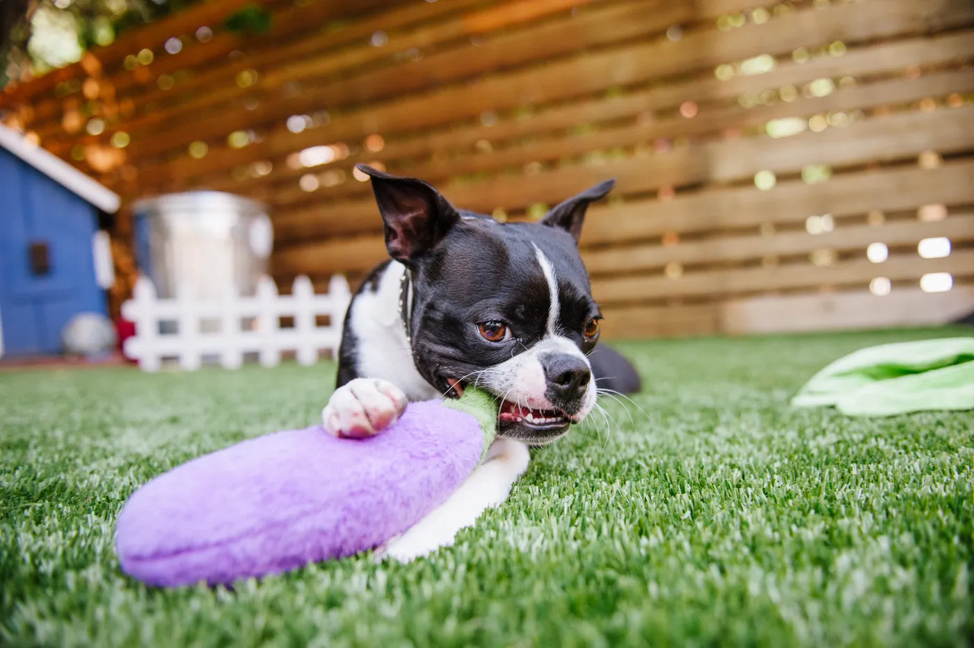 Farm Fresh, Squeaky Plush Dog Toy