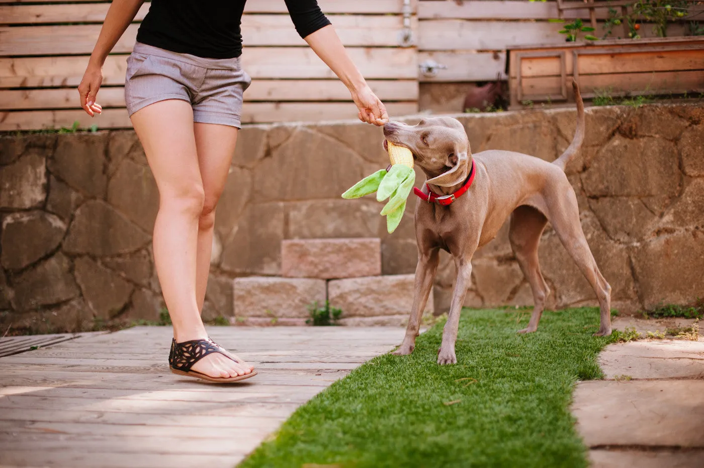 Farm Fresh, Squeaky Plush Dog Toy