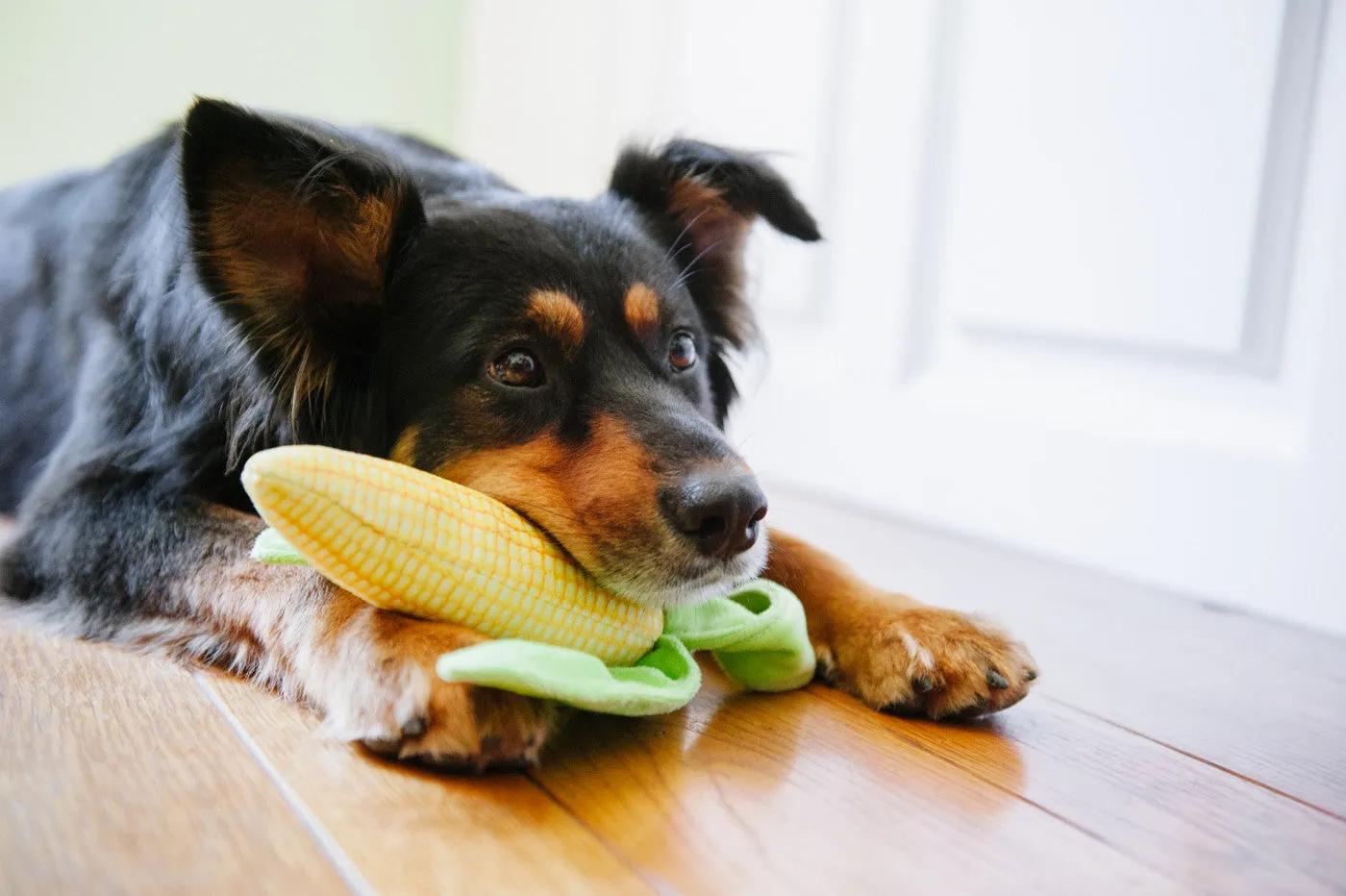 Farm Fresh, Squeaky Plush Dog Toy