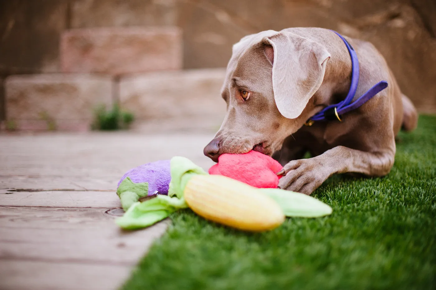 Farm Fresh, Squeaky Plush Dog Toy