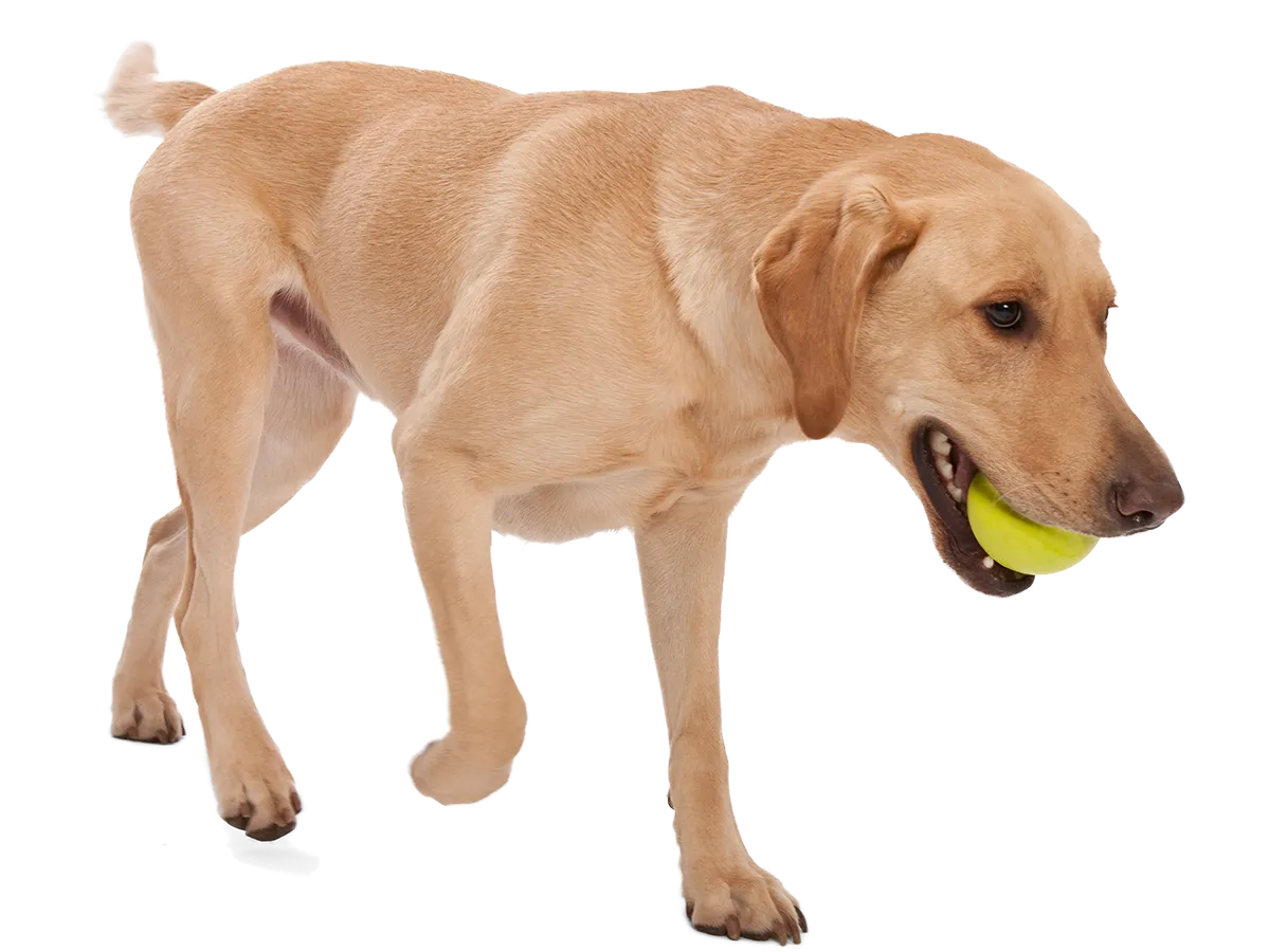 Jive Dog Ball Toy