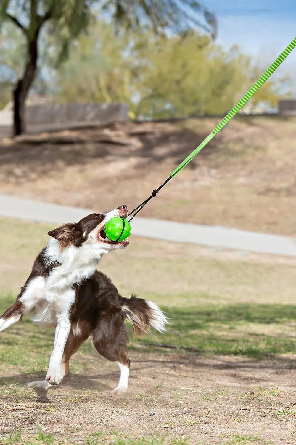 Jolly Pets Tree Hugger 4-Inch, Dog Toy