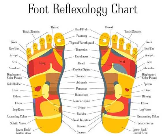 LIVE IN-PERSON 12 CE Hour Reflexology: Foot, Hand & Ear