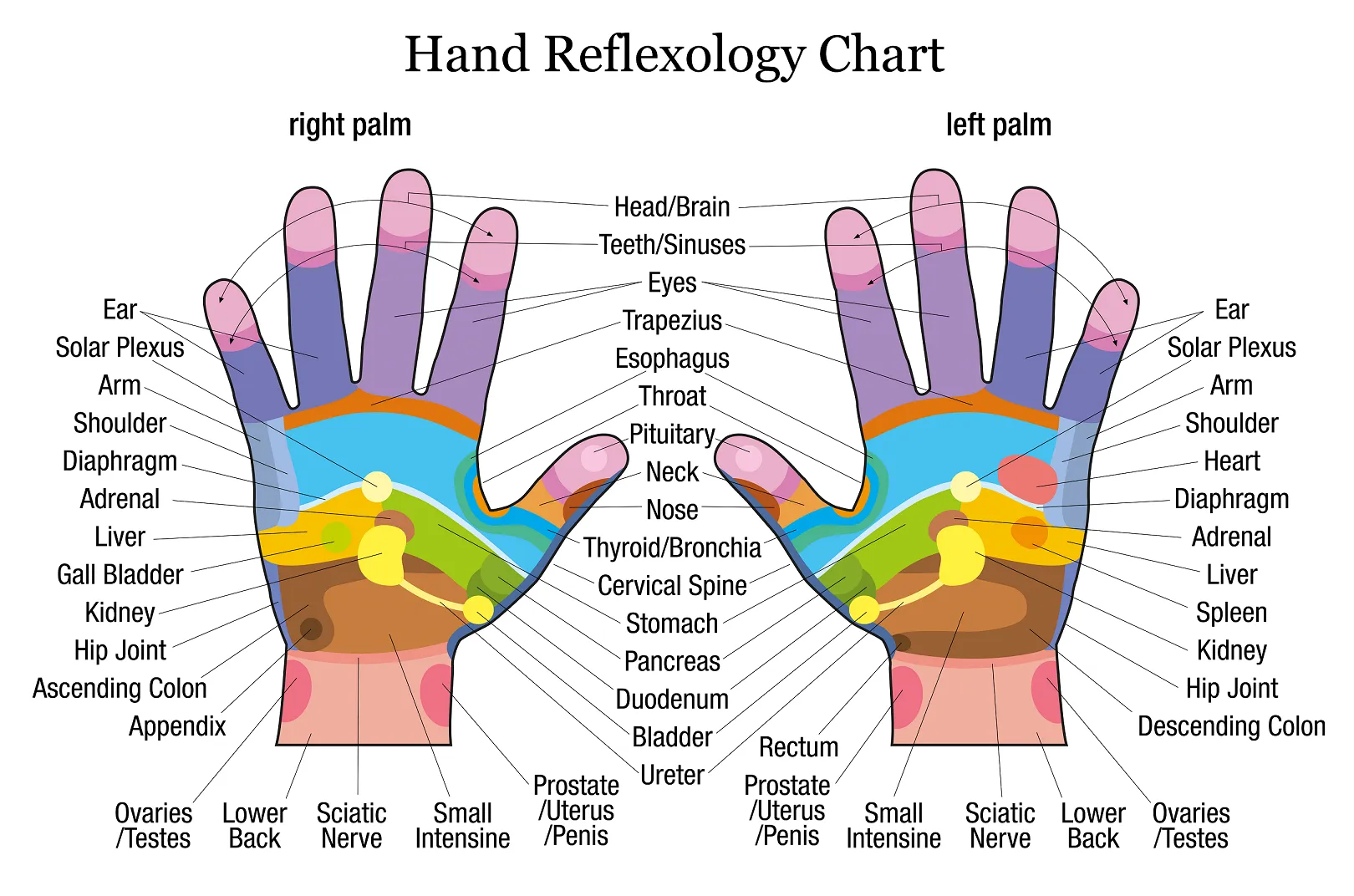 LIVE IN-PERSON 12 CE Hour Reflexology: Foot, Hand & Ear