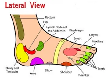 LIVE IN-PERSON 12 CE Hour Reflexology: Foot, Hand & Ear