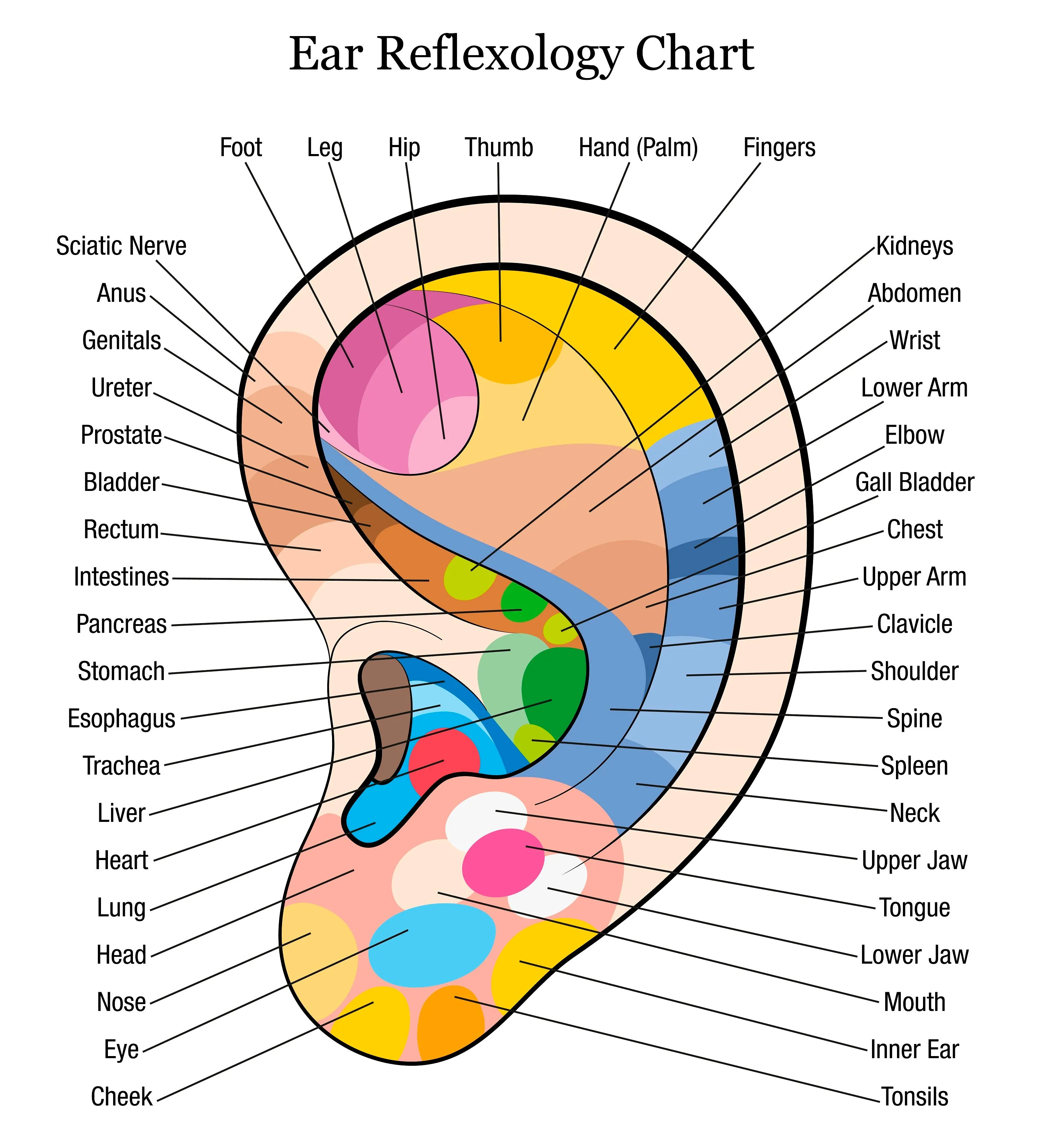 LIVE IN-PERSON 12 CE Hour Reflexology: Foot, Hand & Ear