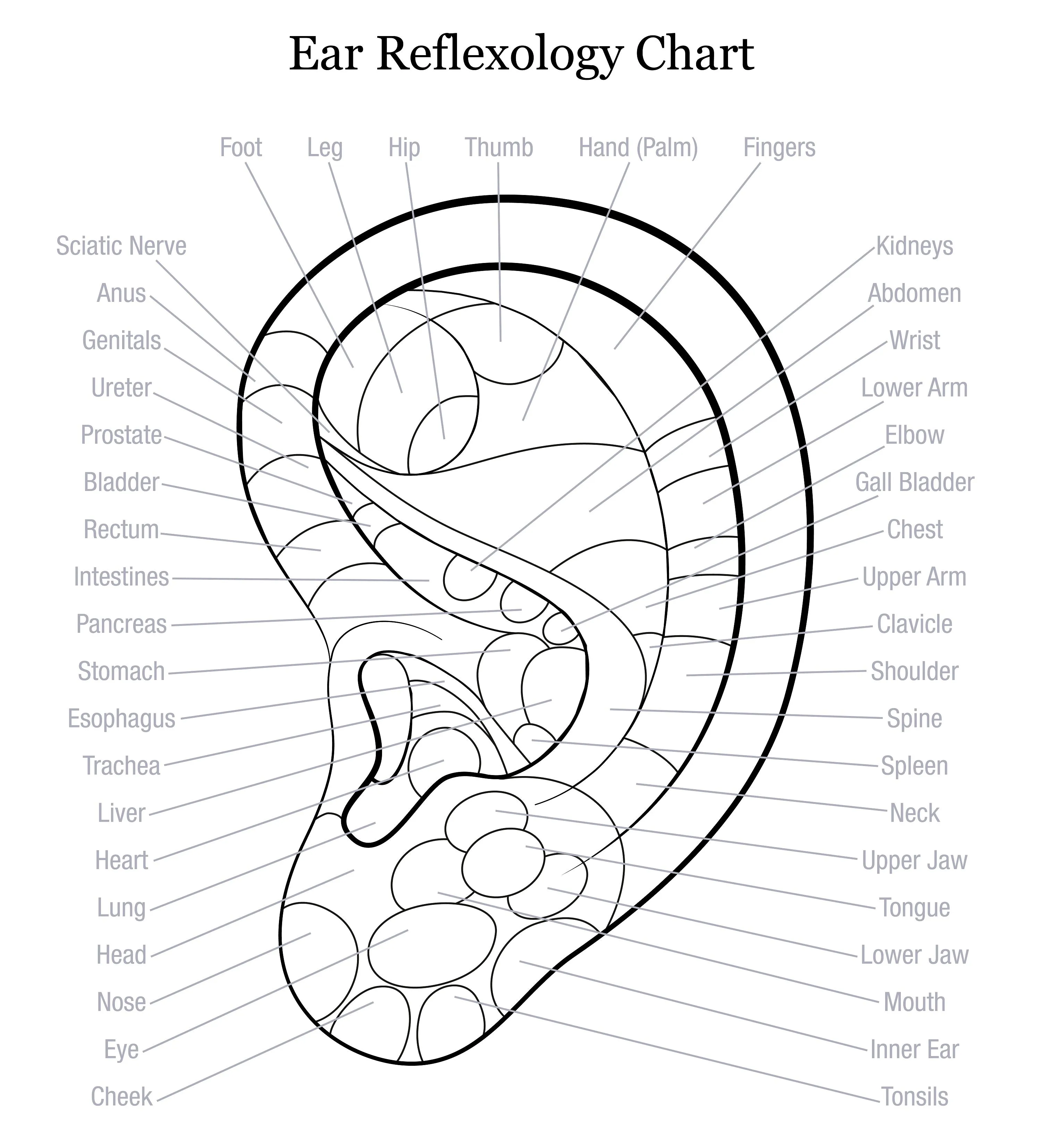 LIVE IN-PERSON 12 CE Hour Reflexology: Foot, Hand & Ear