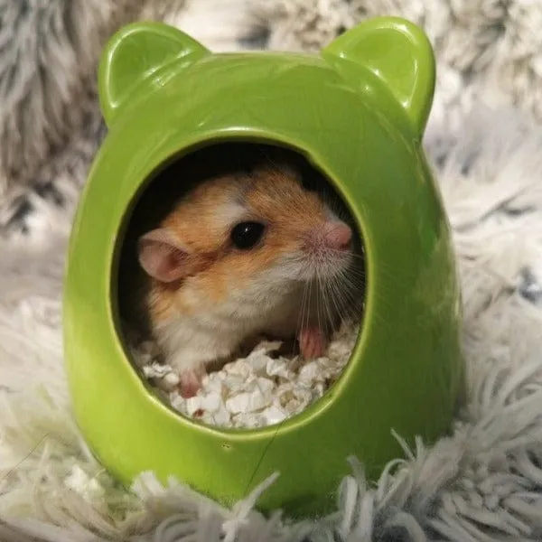 Pawise Ceramic Rodent Bath House